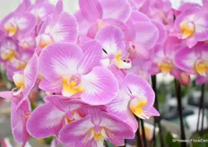 "Anthura Split, with its pink flowers and warm yellow lip, brings sunshine into the home! This beautiful phalaenopsis is named after Split in Croatia, which is known for its colorful buildings and beautiful sunsets."